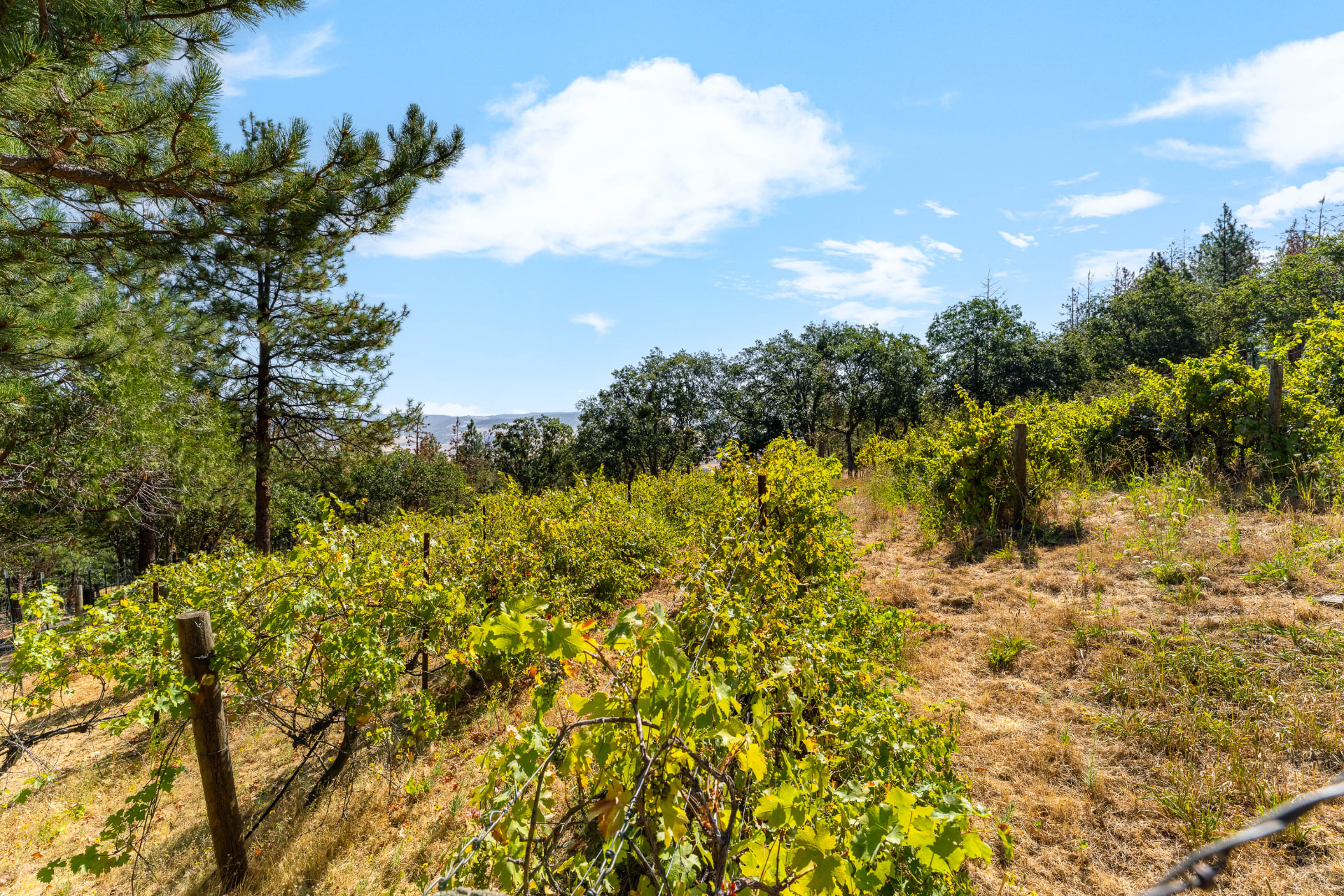 Mature vines growing along the terraced hillside
