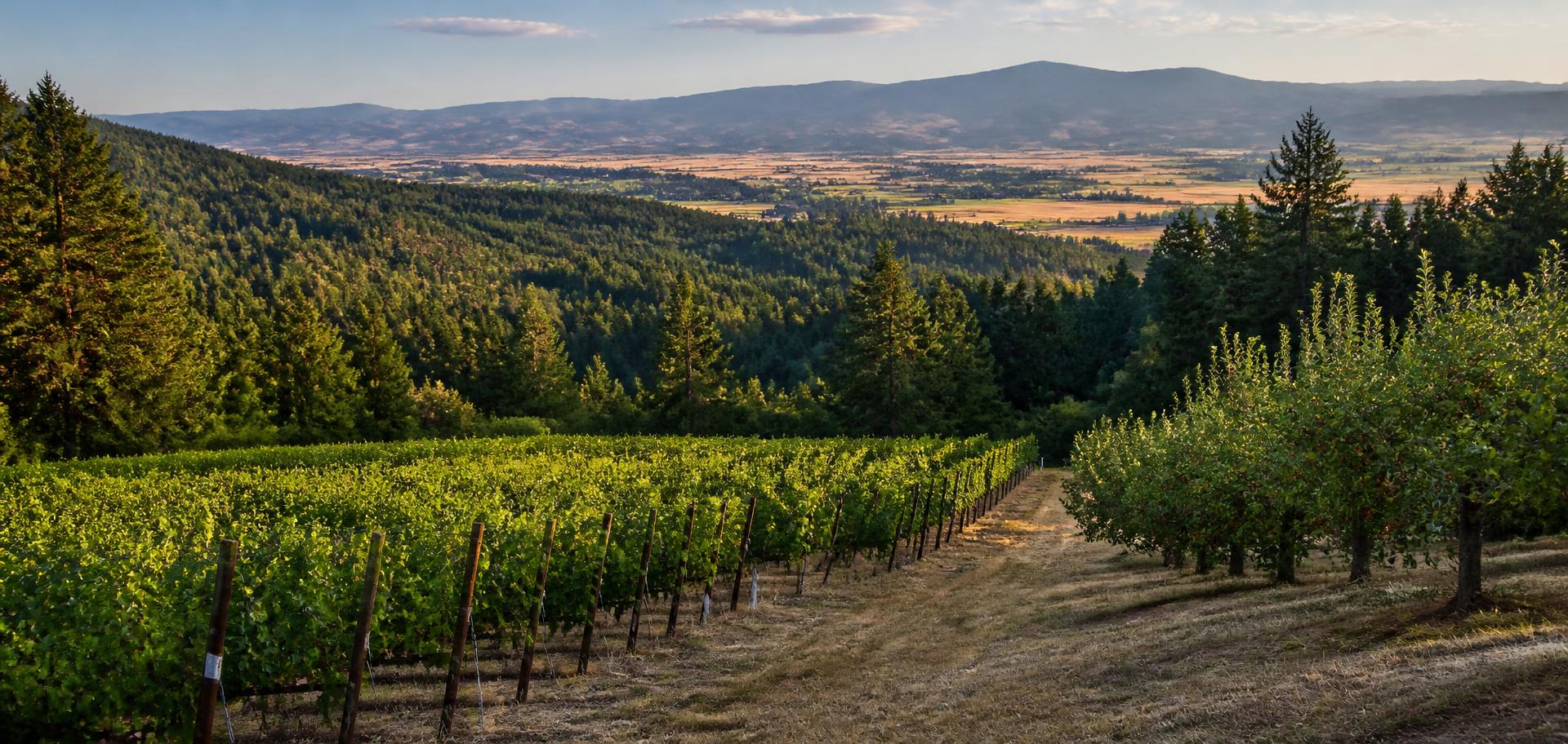 Hillside vineyard rows and a fruit orchard above the forested Rogue Valley in late afternoon light